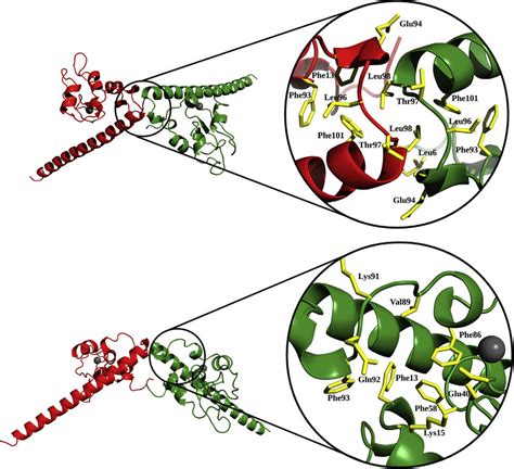 Detailed View Of Dimerization Interface Above And Hydrophobic Cavity