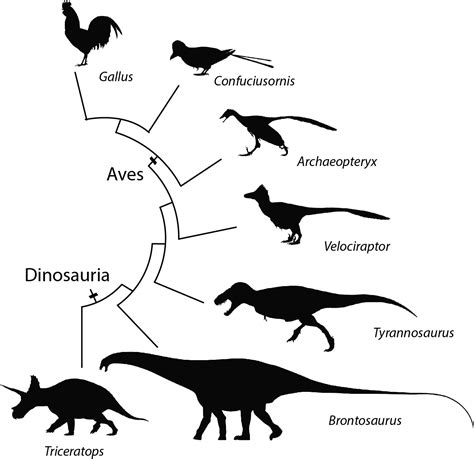 Aves Cientistas Descobriram Que Cdq