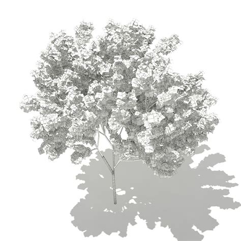 Arce Rojo Acer Rubrum 5 7m Modelo 3D 20 Unknown C4d Max Fbx