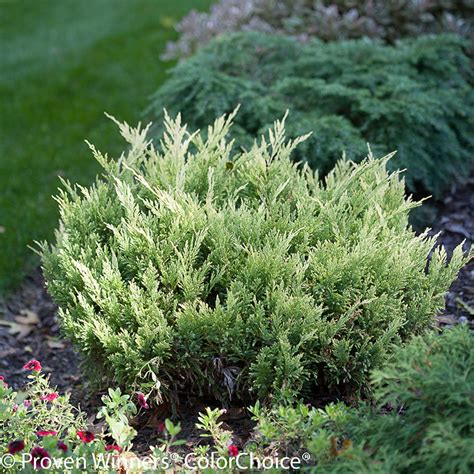 Good Vibrations® Gold Juniper Shrubs | Plant Addicts