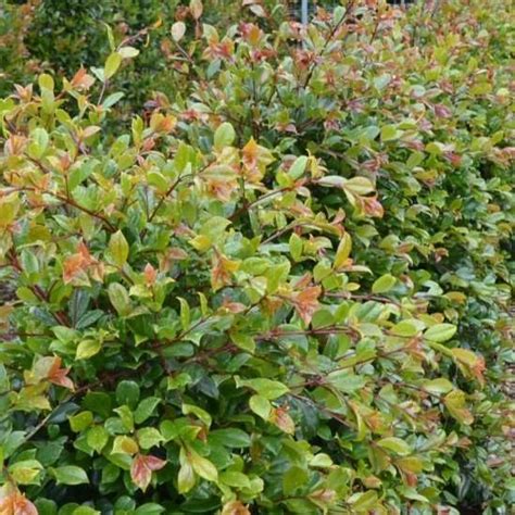 Lilly Pilly Aussie Compact The Key To Vibrant Hedges Of Syzygium Australe