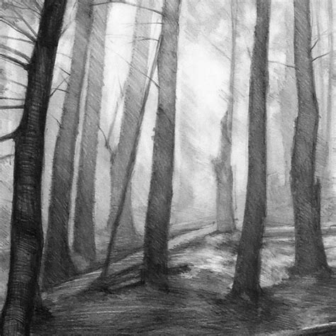 Forest Illustration Pencil