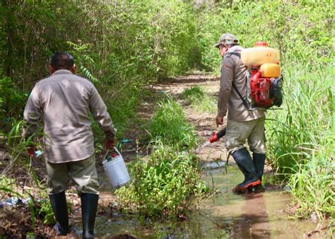 Intensifican En Puerto Morelos Las Fumigaciones Para Combatir La