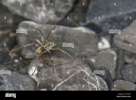 Thin Legged Wolf Spiders Wolf Spiders Ground Spiders Pardosa Spec