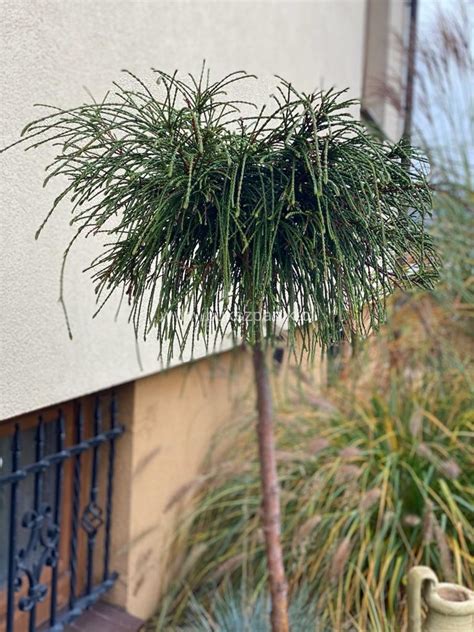 Żywotnik olbrzymi Whipcord Thuja plicata na PNIU PA 75 90 15 25 C7 5l