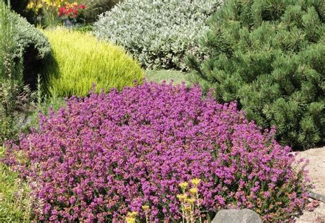 14 Drought Tolerant Shrubs That Can Thrive Even In Hot And Dry Conditions