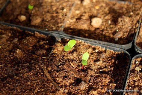 Viveiro do Leça as primeiras plantas de 2019 FUTURO Projeto das