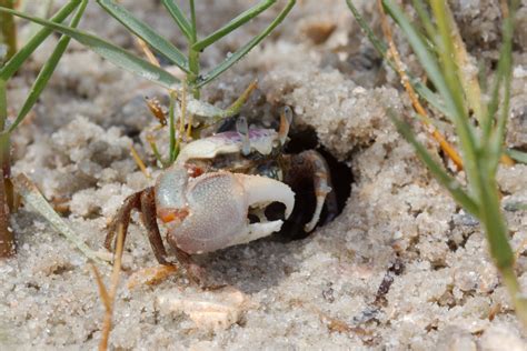 Atlantic Sand Fiddler Crab Uca Pugilator Henry Hartley