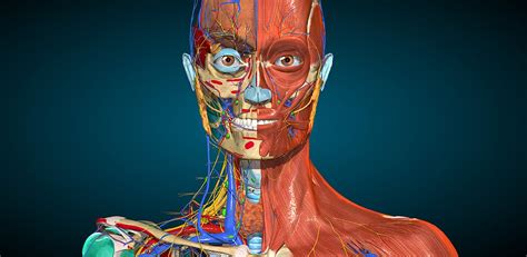 Anatomy Learning Anatomía 3d Descargar Apk Para Android Aptoide