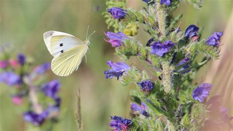 Cabbage White Butterfly Insect Free Photo On Pixabay Pixabay