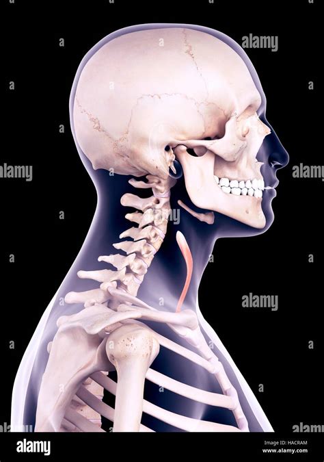 Illustration of the sternothyroid muscle Stock Photo - Alamy