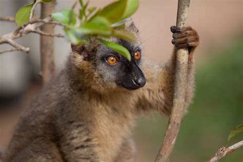 Nature Uncut | Best of Madagascar Wildlife