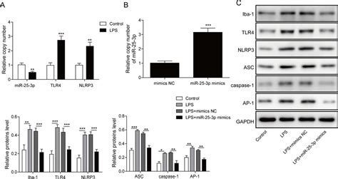 Overexpression Of MiR 25 3p Suppressed LPS Induced Activation Of