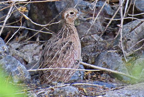 Montezuma Quail