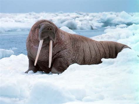 One Arctic species is listed, one isn't. Did politics play a role?