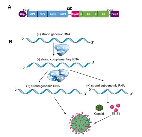 Alphavirus Genome And Replication A A Schematic View Of An