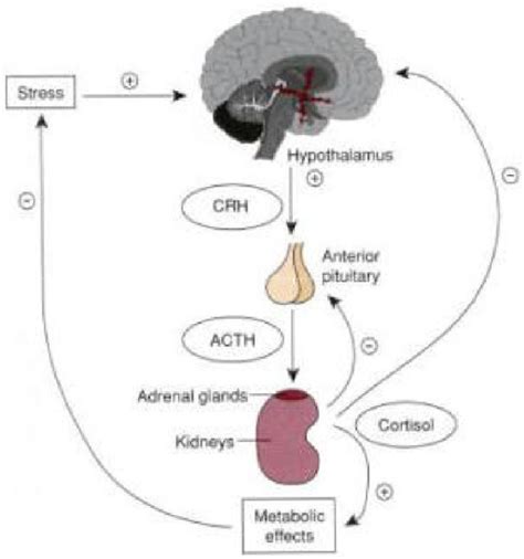 The Hypothalamic Pituitary Adrenal Axisthe Hpa Axis Is Open I