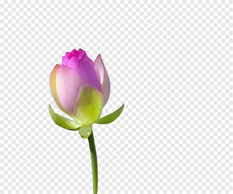 Pink Lotus Flower Png PNGEgg