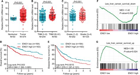 Eno1 Mrna Was Overexpressed In Hcc Tissues And Negatively Correlated