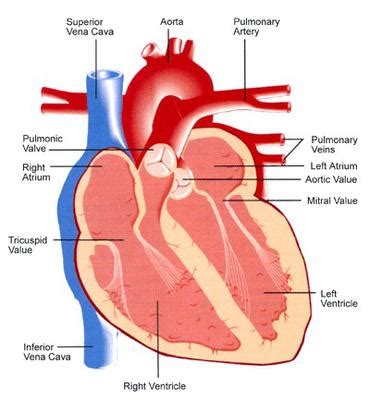 Tricuspid valve | Define Tricuspid valve at Dictionary.com