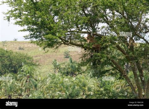 Tree Climbing Lioness Queen Elizabeth National Park Uganda Stock