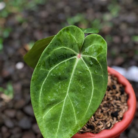 Jual Anthurium Red Spider Tanaman Hias Kuping Gajah Kota Depok