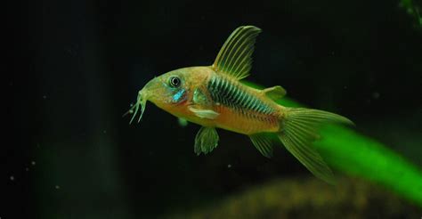 15 Best Aquarium Catfish Species (With Pictures)