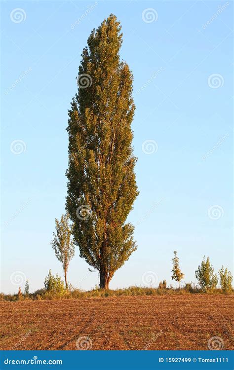 Poplar, Tree Bark. Wood Texture Stock Photography | CartoonDealer.com ...