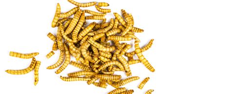 Insect Protein A Promising Solution To Boost Sustainable Agriculture