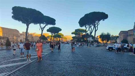 Sopralluogo Per I Pini Di Roma