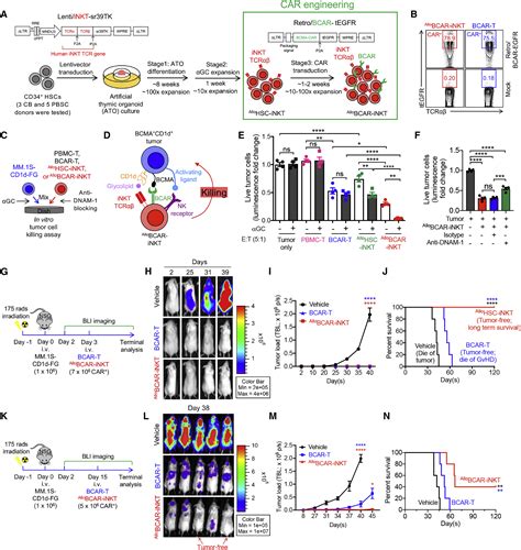 Development Of Allogeneic Hsc Engineered Inkt Cells For Off The Shelf