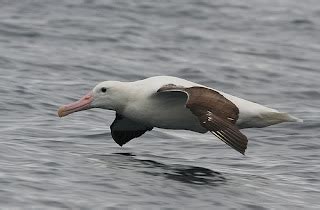 Las Aves Del Uruguay Familia Diomedeidae 7 Especies En Uruguay