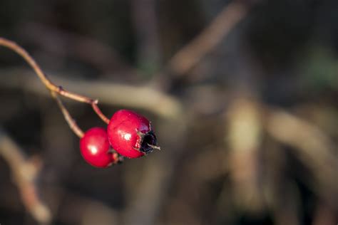 Free Images Nature Branch Blossom Fruit Leaf Flower Petal