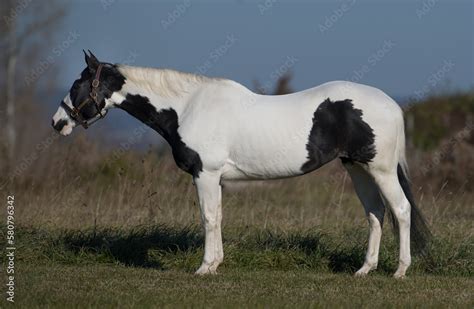 paint conformation shot registered american paint standing shot from side view showing full body ...