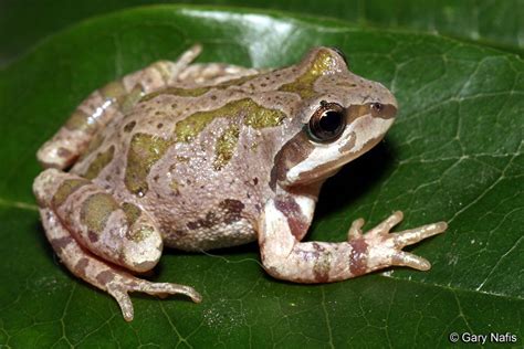 Strecker S Chorus Frog Alchetron The Free Social Encyclopedia