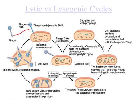 Lytic Cycle And Lysogenic Cycle Diagram