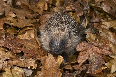 Hedgehog Stock Image C048 7217 Science Photo Library