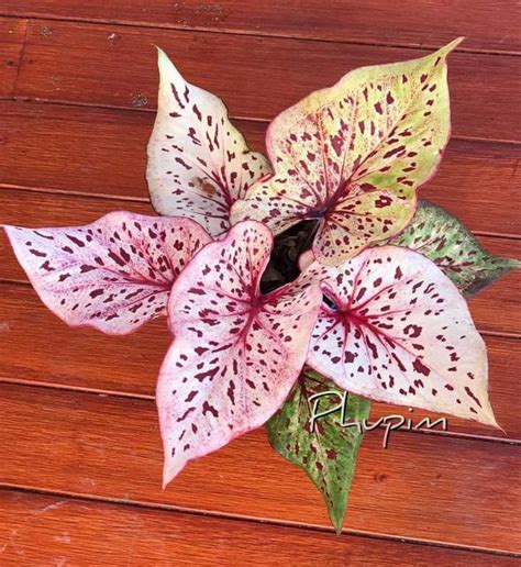 Pin De Hershey Chuck Em Caladiums G Bi Plant Singonium Jardinagem