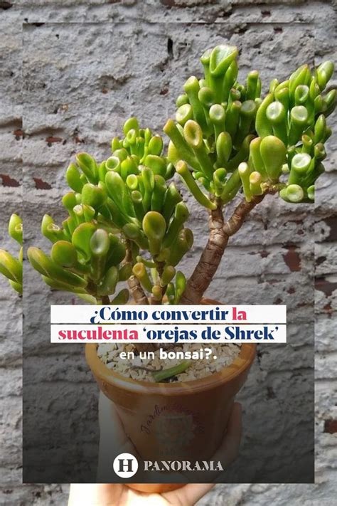 Suculenta Orejas De Shrek C Mo Convertir Tu Planta En Un Bons I