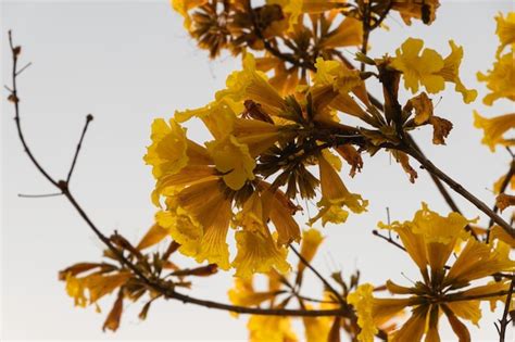 Flores de ipê amarelo árvore muito conhecida no brasil nome científico