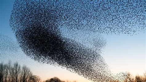 Startling Video Shows Hundreds Of Birds Crash Into The Ground In Mass