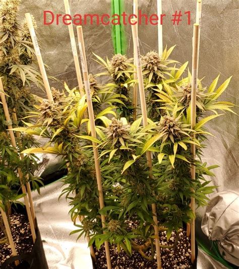 Dreamcatcher Seeds - Blue Dream x Stardawg Strain | GPS