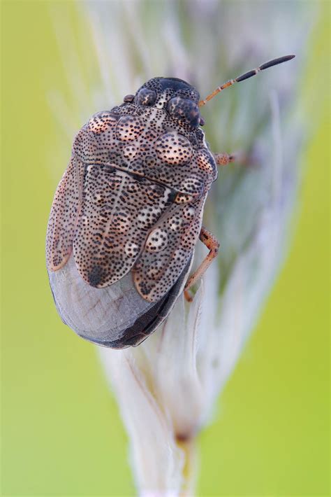 Neottiglossa Neottiglossa Pusilla Pentatomidae Size Mm Flickr