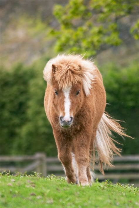 Shetland Pony Information And Photos Thriftyfun