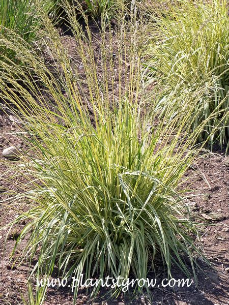 Variegated Moor Grass Molinia Caerulea Plants To Grow Plants Database By Paul S Drobot