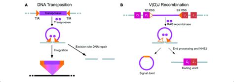 Parallel Mechanisms Of Dna Transposition And V D J Recombination A