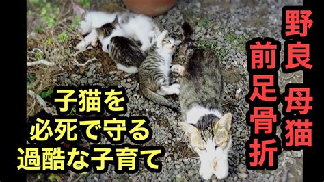 【野良】母猫の深い愛に涙が出る、親子を保護 Youtube