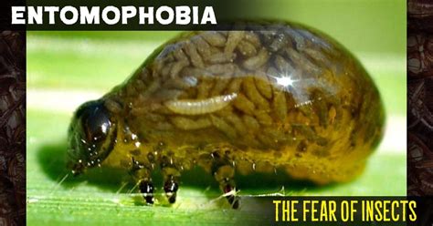 Dorkly on Twitter: "12 Reasons You Now Have Entomophobia (Phobia of the ...