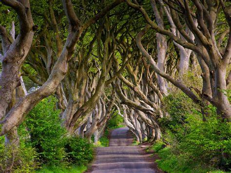 🔥 [50+] Dark Hedges Northern Ireland Wallpapers | WallpaperSafari