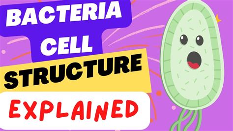 Bacteria Cell Structure Made Easy Structure And Function Prokaryotic Cell Youtube